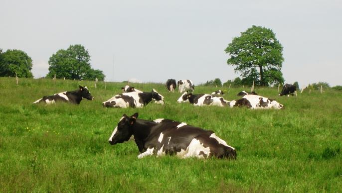 La production laitière victime d'une combinaison de facteurs défavorables climatiques et conjoncturelles. Ils démotivent les éleveurs à produire. Ils sont nombreux à abandonner la production laitière pour les céréales.