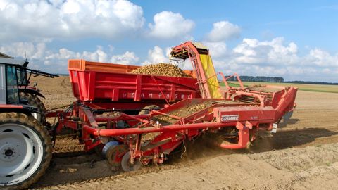 Pour la récolte de pommes de terre 2026, le rendement moyen est estimé à 40,5 t/ha pour les pays du nord-ouest européen.