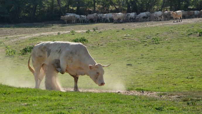 Vache charge agressive