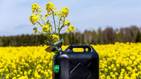 Argus Media estime que 56,5 % de l’huile de colza européenne partira vers le biodiesel sur la campagne 2026/27.