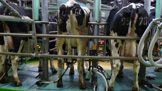 Traite des vaches