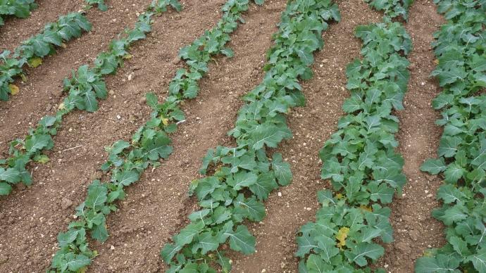 Les autres semenciers affichent l'ambition de mieux se positionner sur l'offre hybrides.