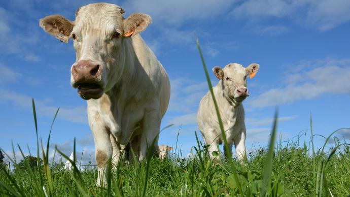 Charolais herd book