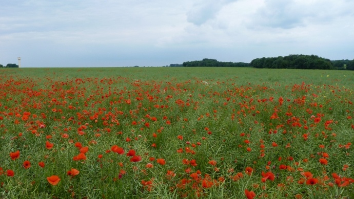 Parcelle de colza avec coquelicots.