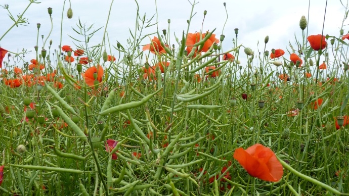 Colza envahi par les coquelicots.