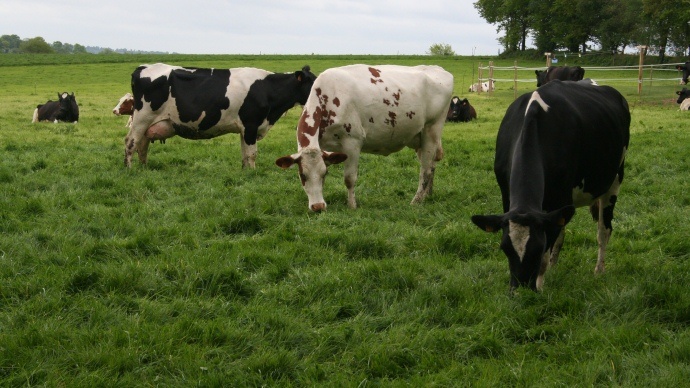 Vaches laitières