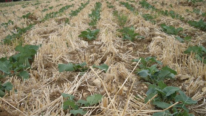 Strip till en culture de colza.