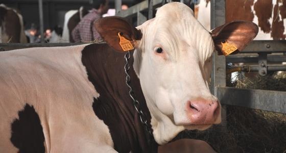 Vache montbéliarde