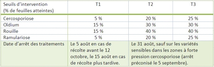 Seuils d'intervention contre les maladies foliaires des betteraves.