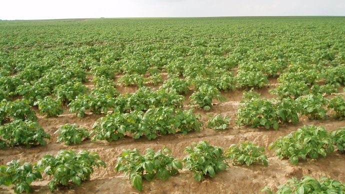 Champ de pomme de terre