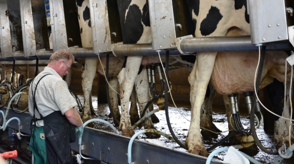 Traite des vaches