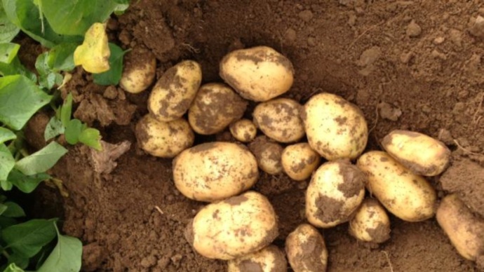 Culture de pommes de terre