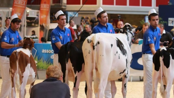Eybs 2013 holstein