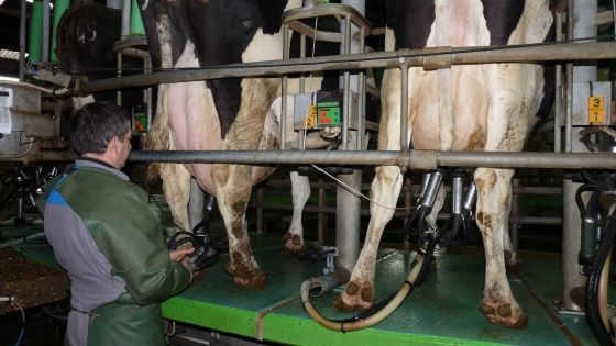 Traite des vaches