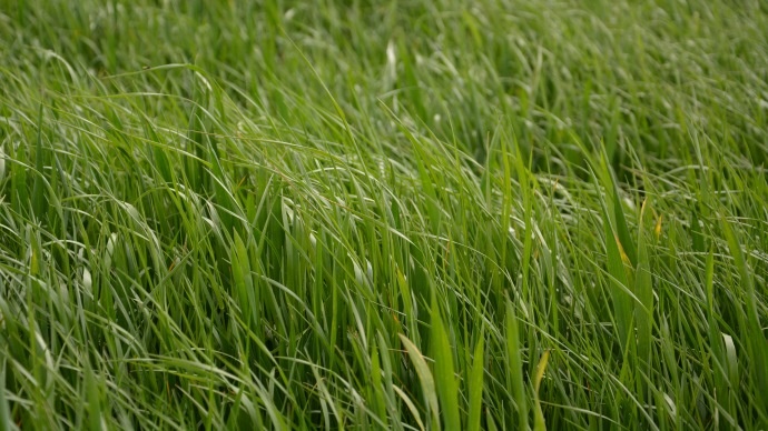 Ray-grass dans le blé