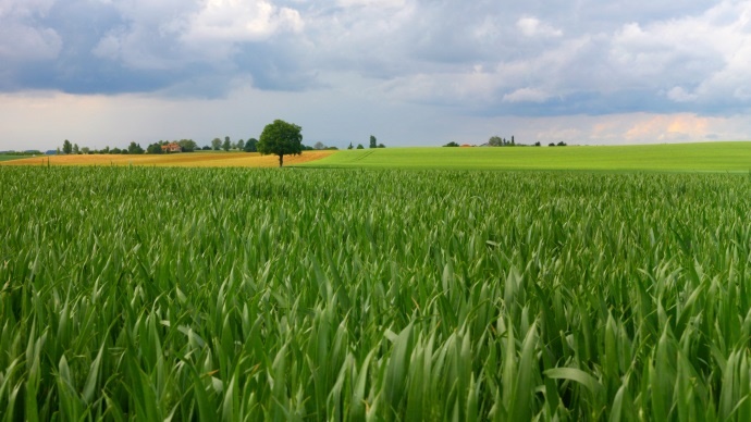 Champ de blé.