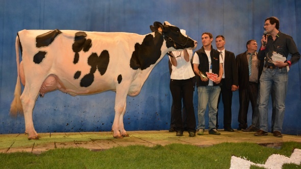 Elixir, grande championne Prim'holstein du Sommet de l'élevage 2013