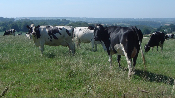 Vaches laitières au pré