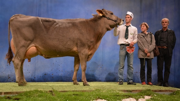 Beyla, grande championne du concours Brune