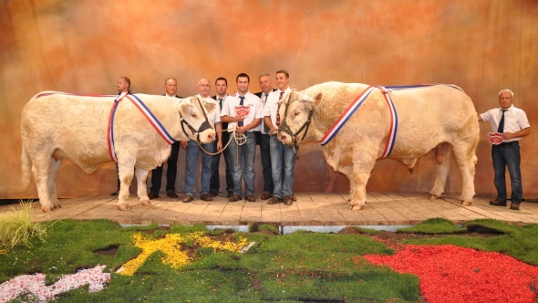 Les champions du Sommet de l'élevage 2013