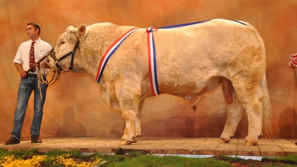 Faubert au Gaec Clame R.-S et Andriot L.