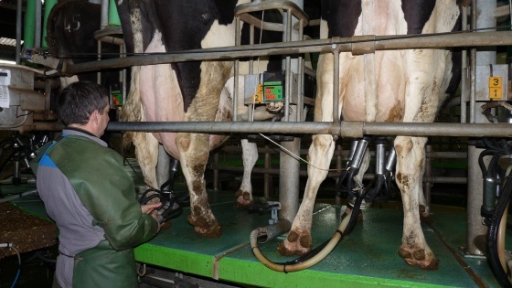 Traite des vaches 