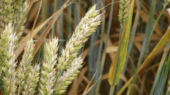 Epis de blé
