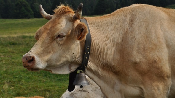 Vache de race Villard-de-Lans, du nom d'un village du Vercors.