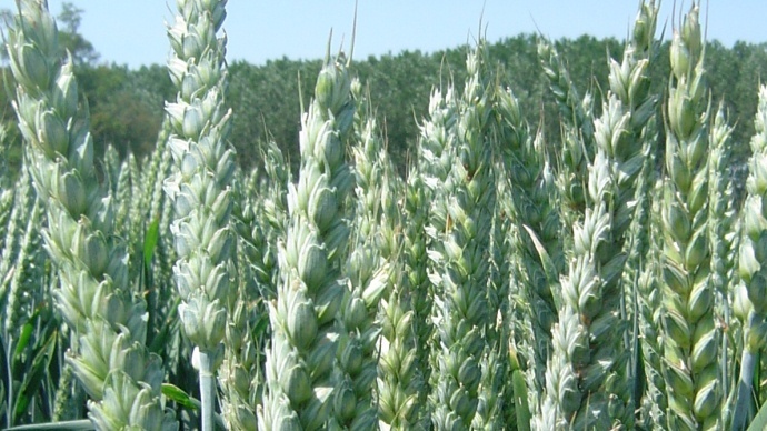 Epis de blé