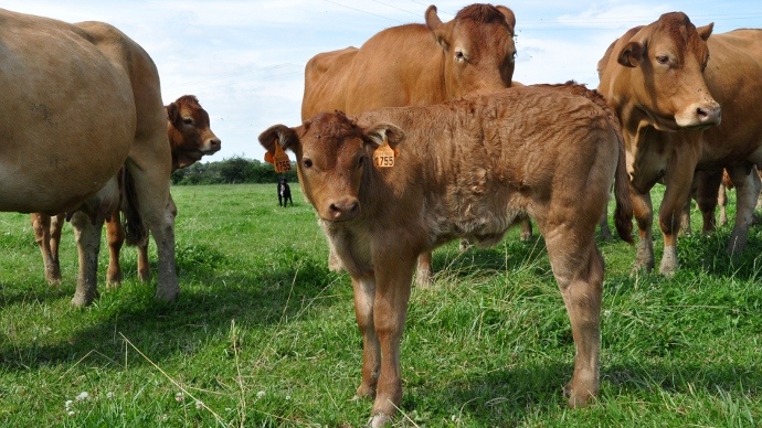 Veaux limousins