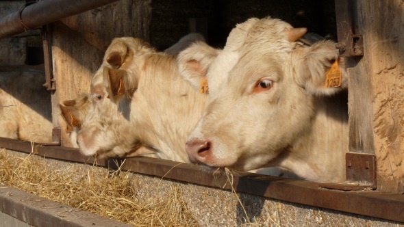 JB-Box simulateur de performance de croissance jeunes bovins charolais