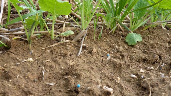 Antilimace en colza