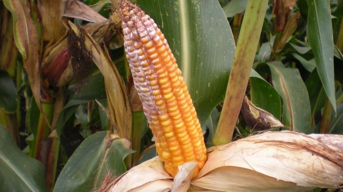 Fusarium