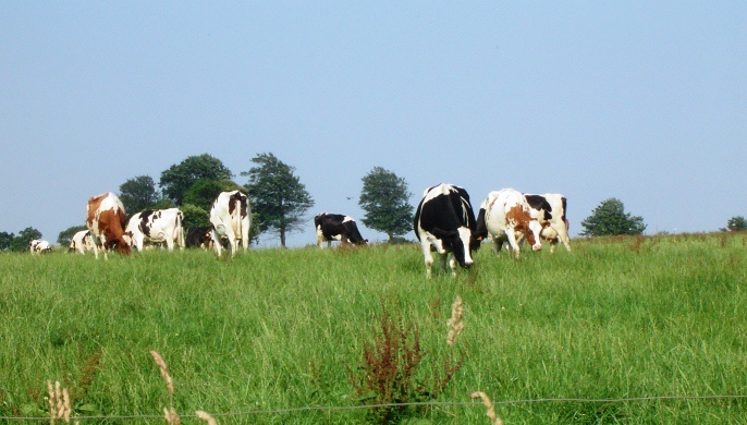 8.000 vaches supplémentaires en 2013