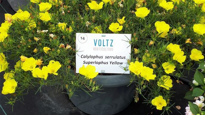 Calylophus serrulatus 'Superlophus' Yellow.