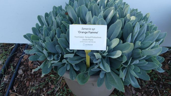 Senecio Orange 'Flamme'.
