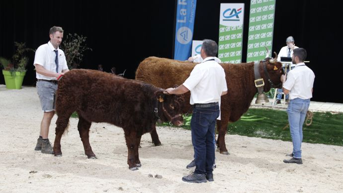 - Tulipe, fille d'Icare AIV et de Joyeuse MGV, est issue du Gaec Elevage Chassang dans le Cantal. Cette génisse salers très bien équilibrée présente beaucoup de viande dans son dessus. Elle a été acquise pour la somme de 4 700 euros.