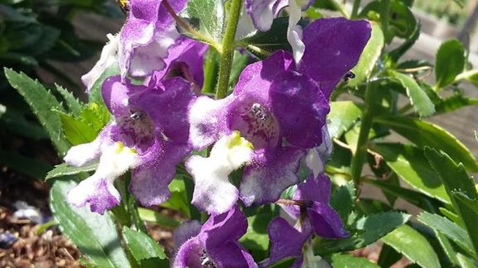 Angelonia angustifolia ALONIA™ 'Big' Bicolor Purple.