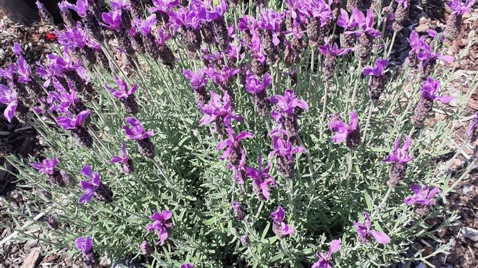 Lavendula stoechas LDT 'Javelin' Compact Purple.
