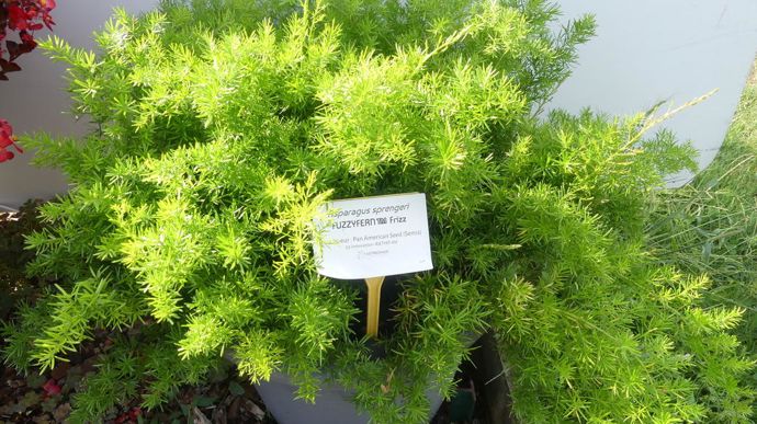 Asparagus sprengeri 'Fuzzyfern' Frizz.