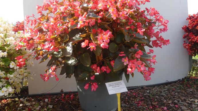 Begonia interspecific DRAGON WING® Pink Bronze Leaf.