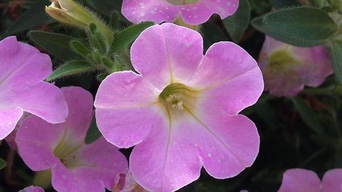 Petunia hybrida ITSY™ Light Pink.