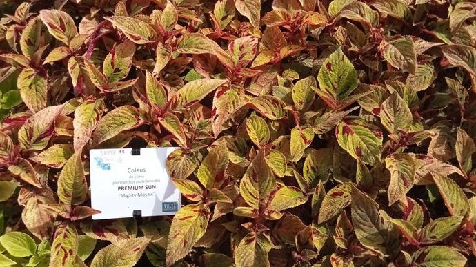Plectranthus scutellarioides (syn. Coleus) 'Premium Sun' Mighty Mosaic.
