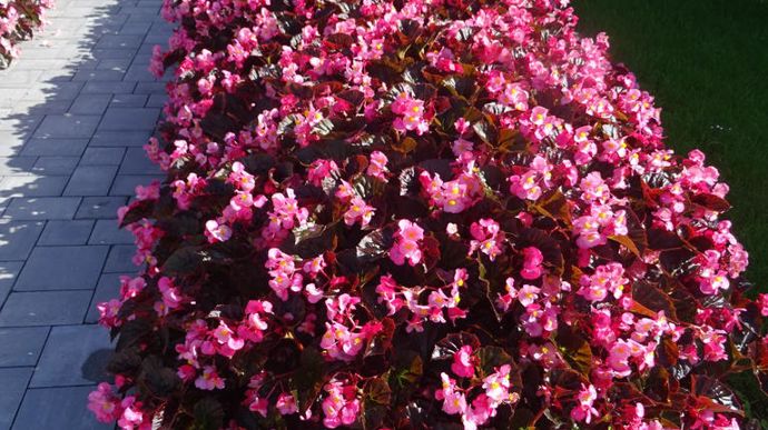 Begonia interspecific 'Stonehedge' Rose Bronze Leaf.