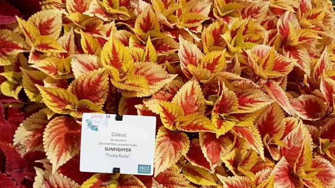 Plectranthus scutellarioides (syn. Coleus) 'Sunfighter' Trusty Rusty.