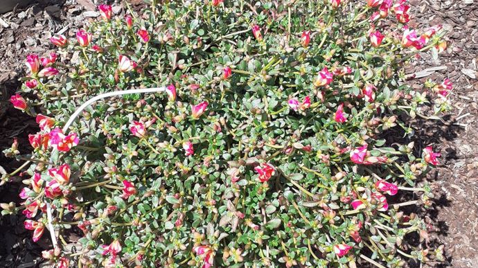 Portulaca oleracea SEL® PORTOGRANDE BIC® 'Star' Cream Violet.