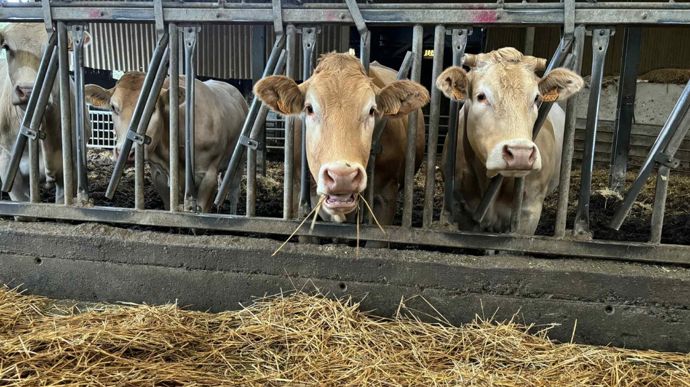 L'exploitation compte 60 vaches allaitantes, majoritairement des Blondes d'Aquitaine. L'intégralité de la suite est engraissée sur place.