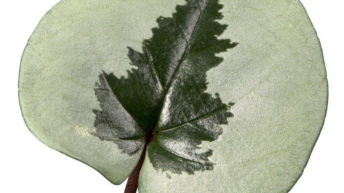 Cyclamen coum KOUMY®. Christmas Rose.