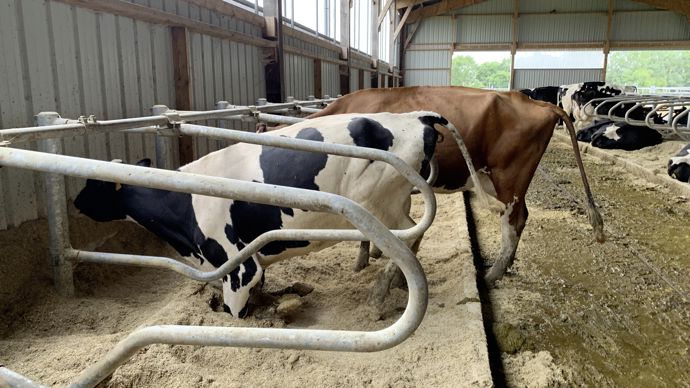 Dégagement avant. Lorsque la logette profonde est face au mur, Idele recommande au moins 70 cm entre le mur et son potelet pour que la vache puisse envoyer sa tête à l’avant et se lever sans se contorsionner. En logettes face-à-face, c’est au moins 40 cm. Avec respectivement 90 cm et 1,35 cm, le gaec est largement dans les clous. De même, il respecte la hauteur de seuil de la logette d’un maximum 20 cm.