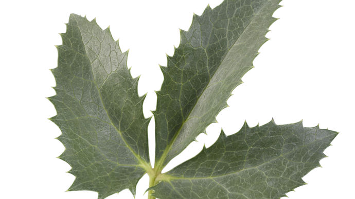 Helleborus argutifolius Green.